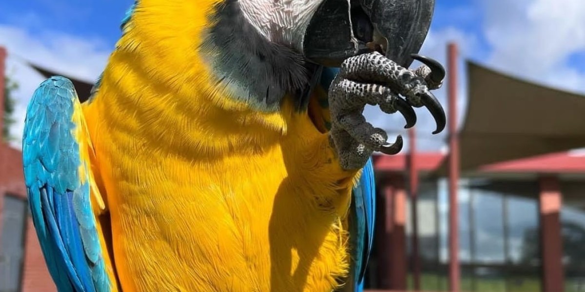 Mini Macaw for Sale: A Guide to Adopting Your Feathered Friend